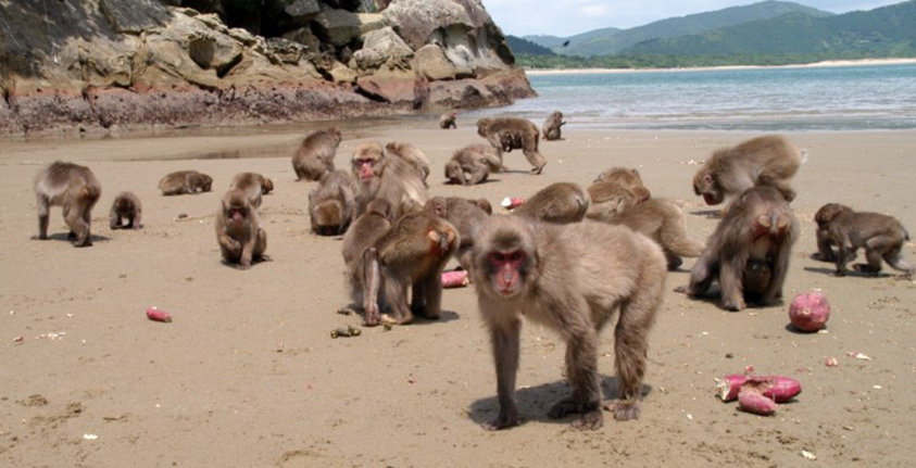 monos